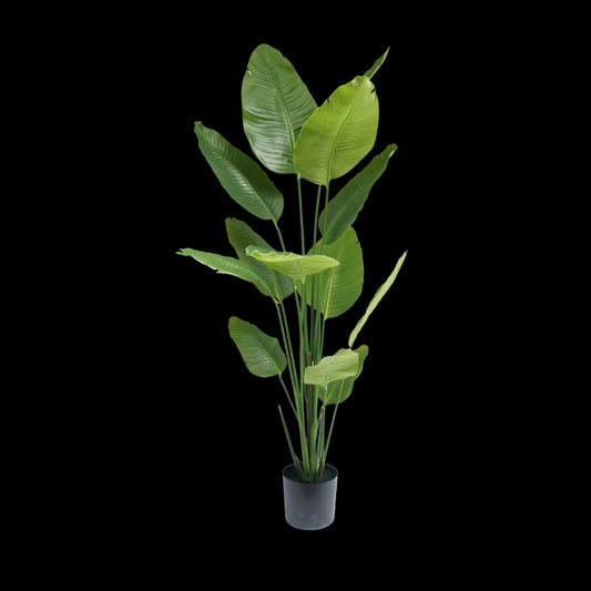 Strelitzia plant 180cm
