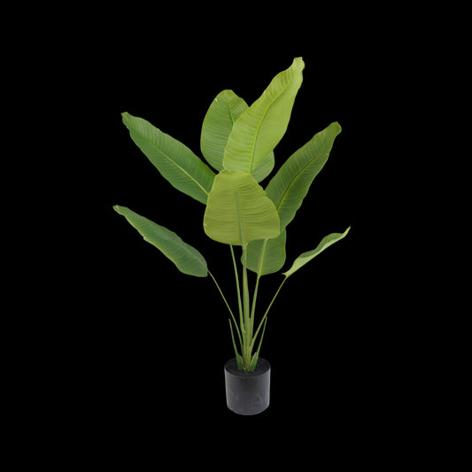 Strelitzia plant 120cm