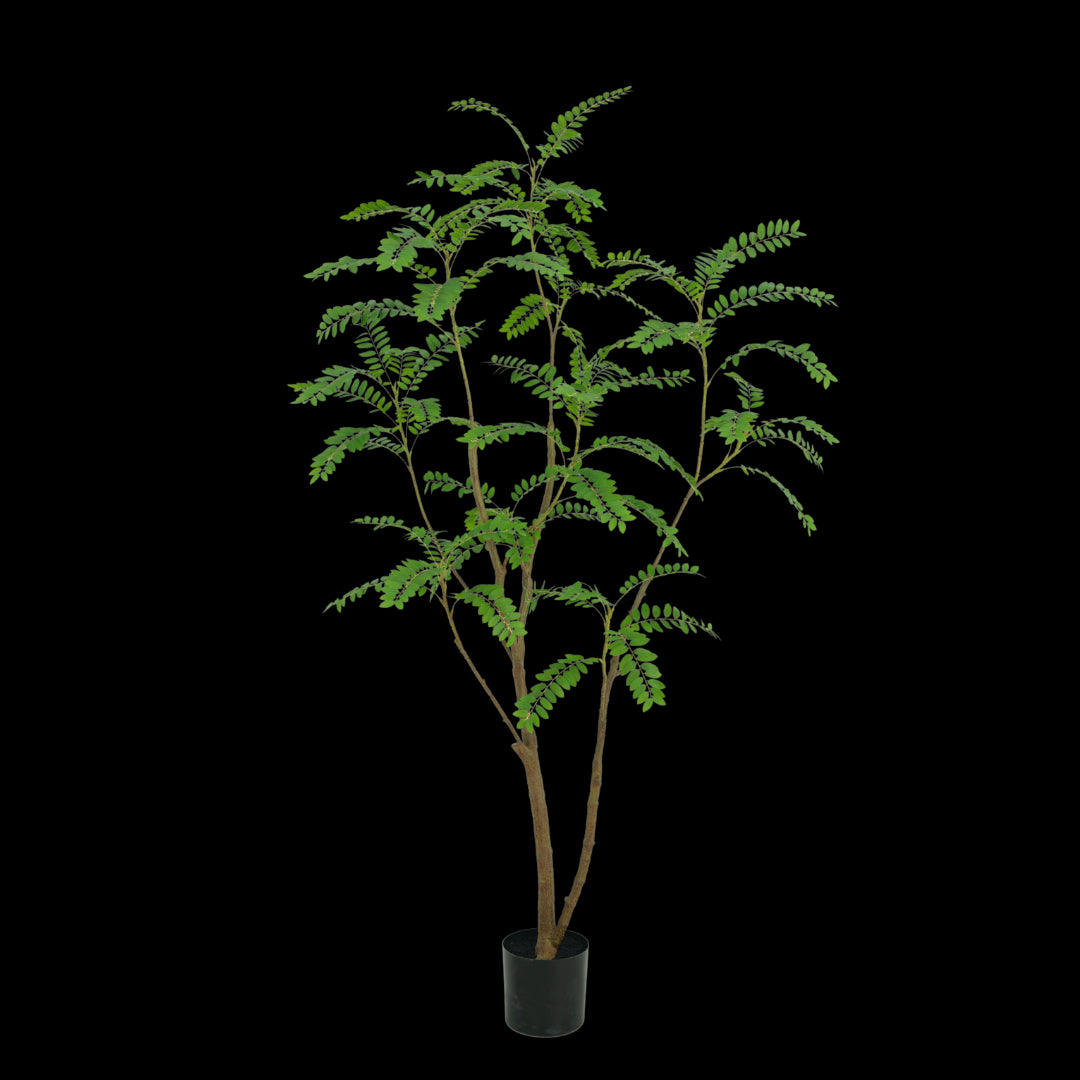 Mimosa boom 210cm