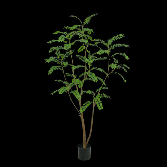 Mimosa boom 210cm