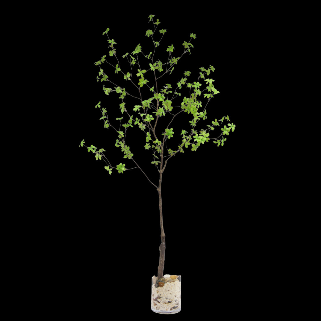 Enkianthus tak 180cm