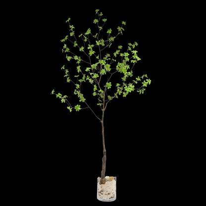 Enkianthus tak 180cm