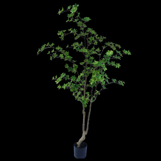 Enkianthus boom 180cm