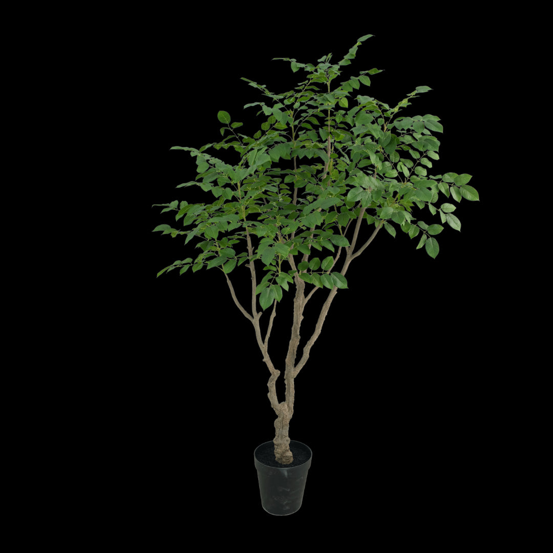 Sandalwood boom 240cm