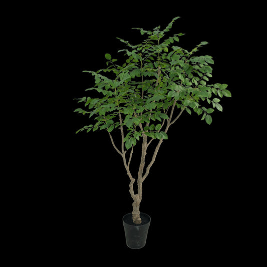 Sandalwood boom 240cm