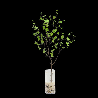 Enkianthus tak 150cm