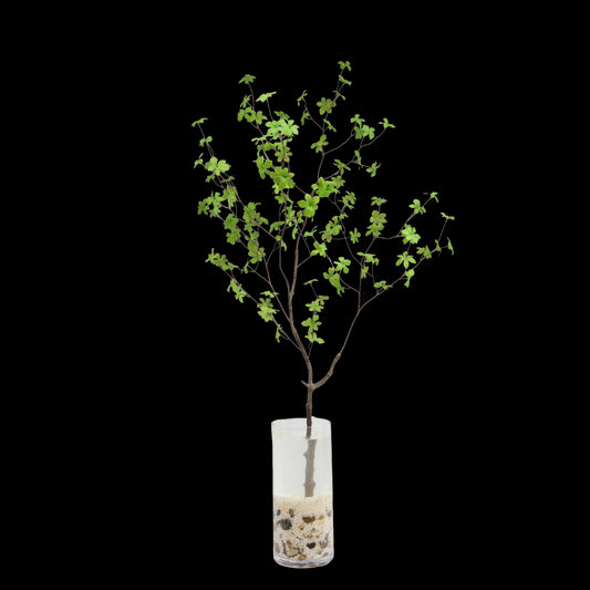Enkianthus tak 150cm