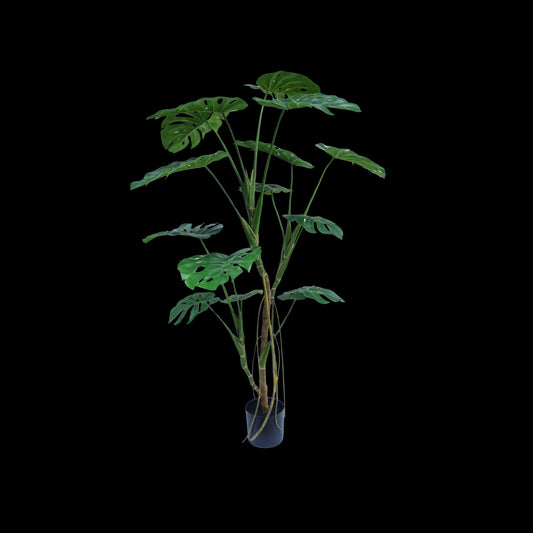 Monstera boom 150cm