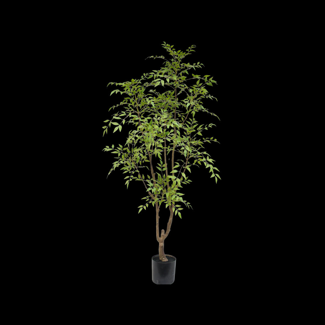 Nandina boom 180cm