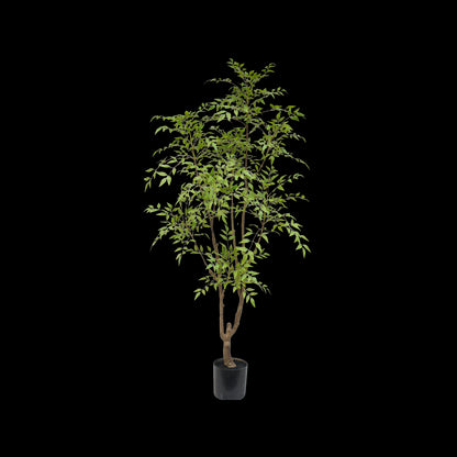 Nandina boom 180cm